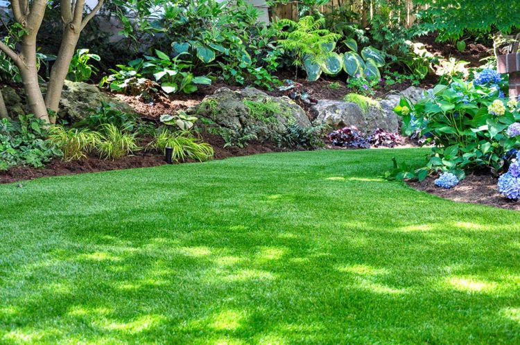 I Sprayed My Lawn With Roundup Now What?
